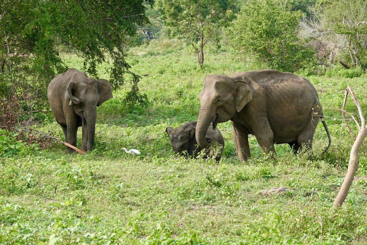 Udawalawe National Park Safari and Elephant Transits Home